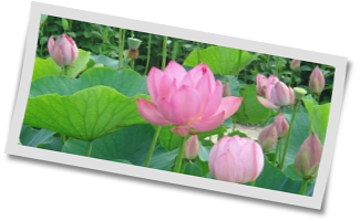 仏教講座　蓮の花